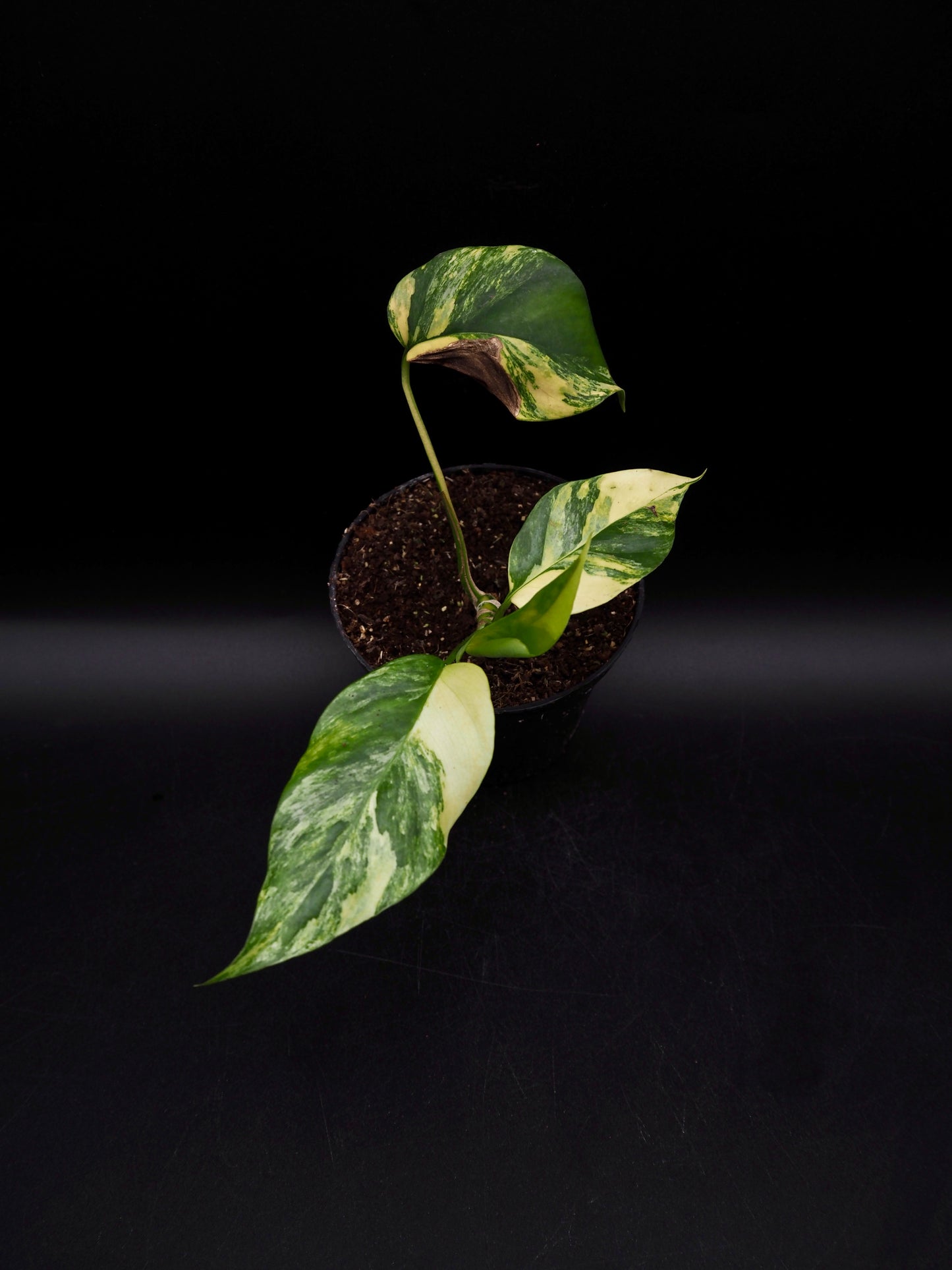 Rhaphidophora Tetrasperma Aurea Variegata