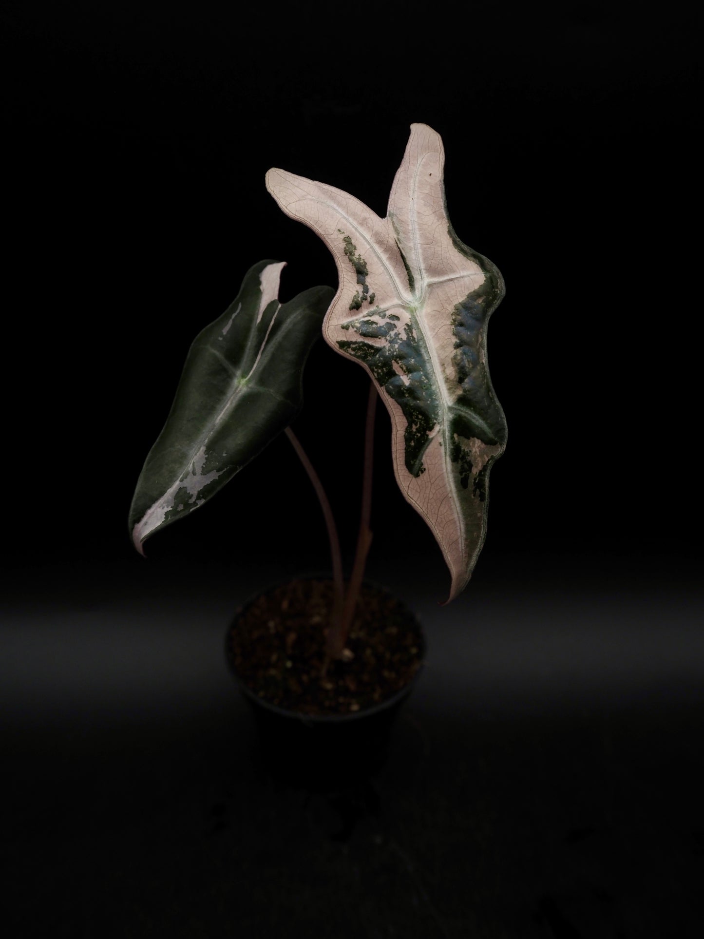 Alocasia Nobilis Pink