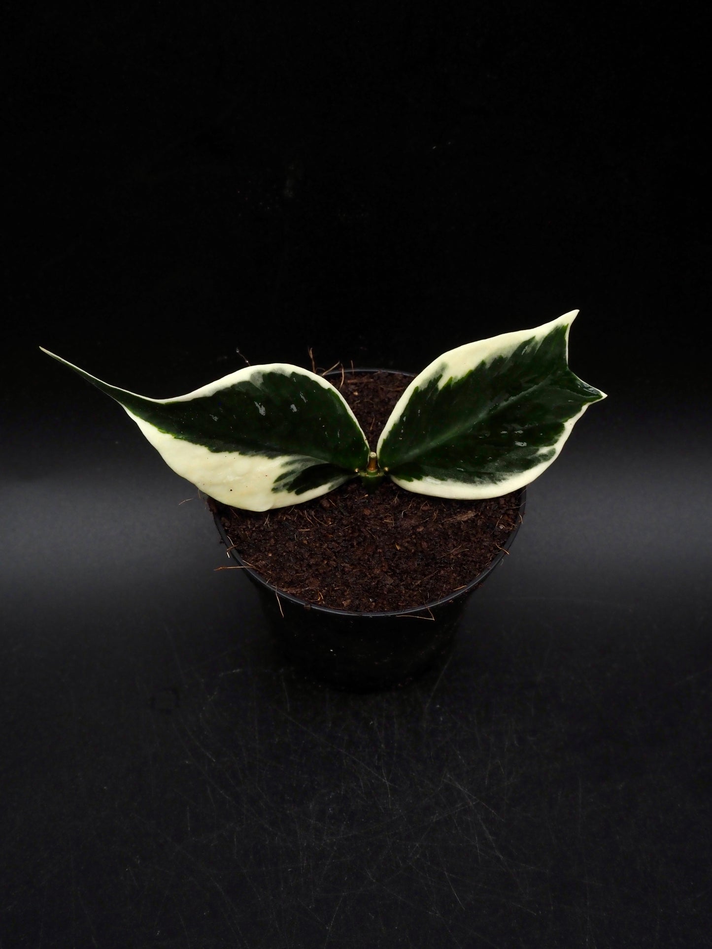 Hoya Polyneura Variegata