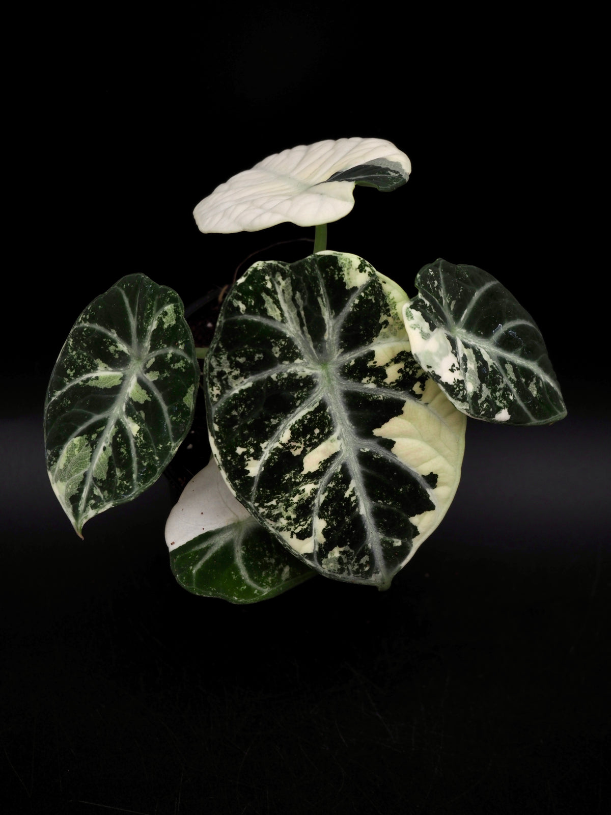 Alocasia Ninja Albo