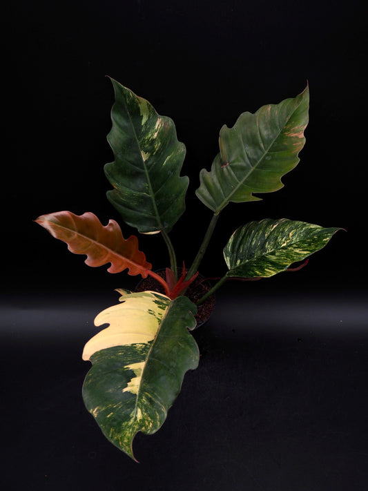 Philodendron Caramel Marble