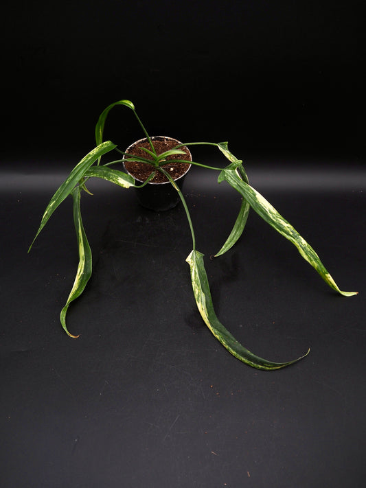 Philodendron Holtonianum Aurea