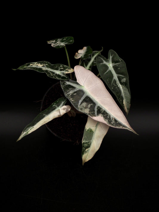 Alocasia Bambino Pink Variegata