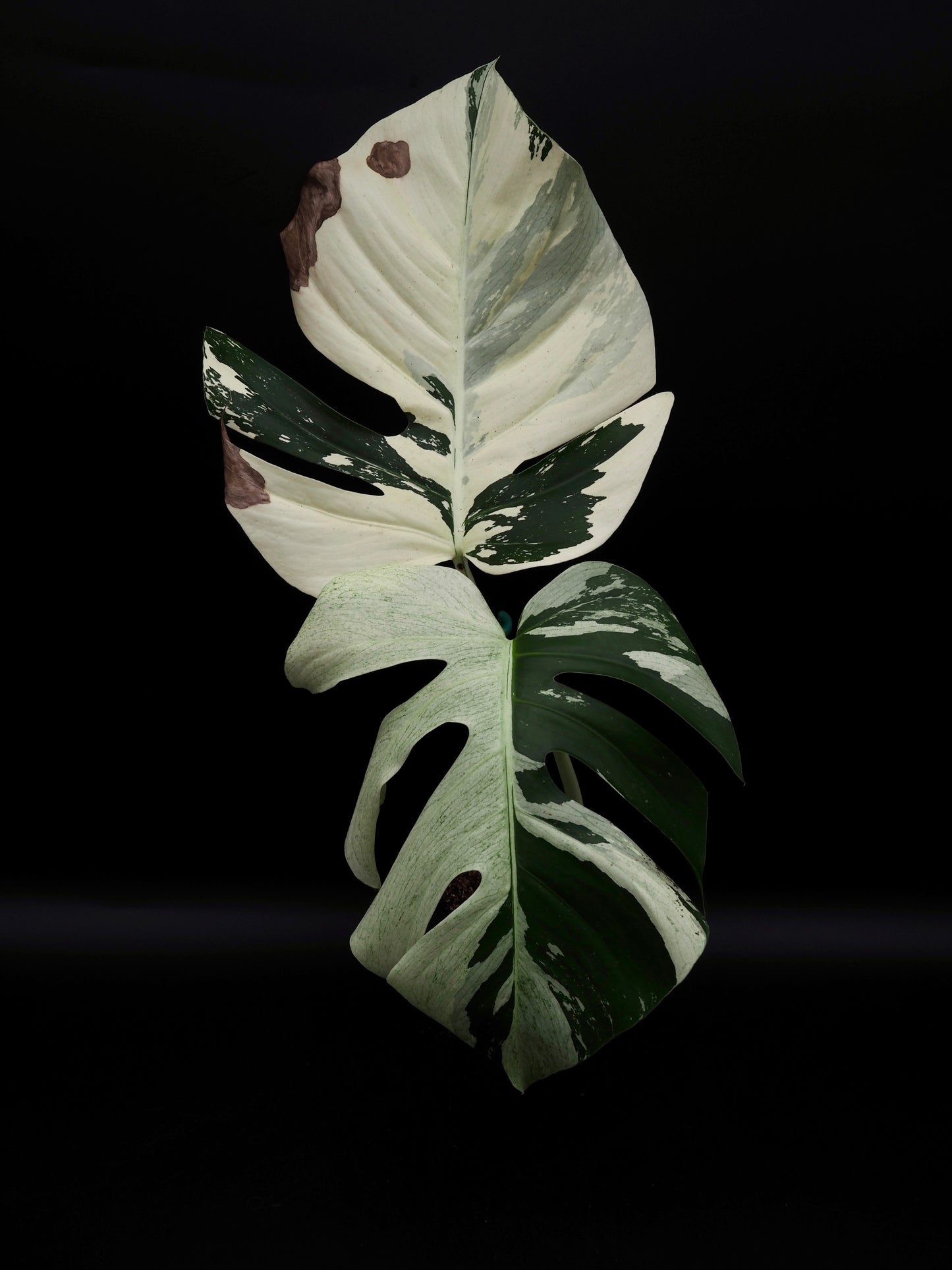 Monstera Deliciosa Jungle Mint