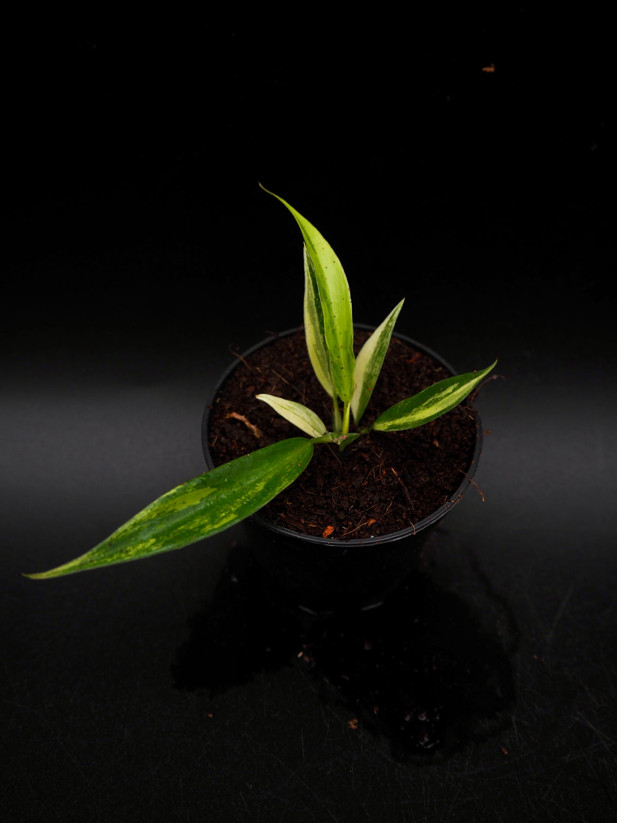 Philodendron Florida Beauty X Tortum Aurea Variegata