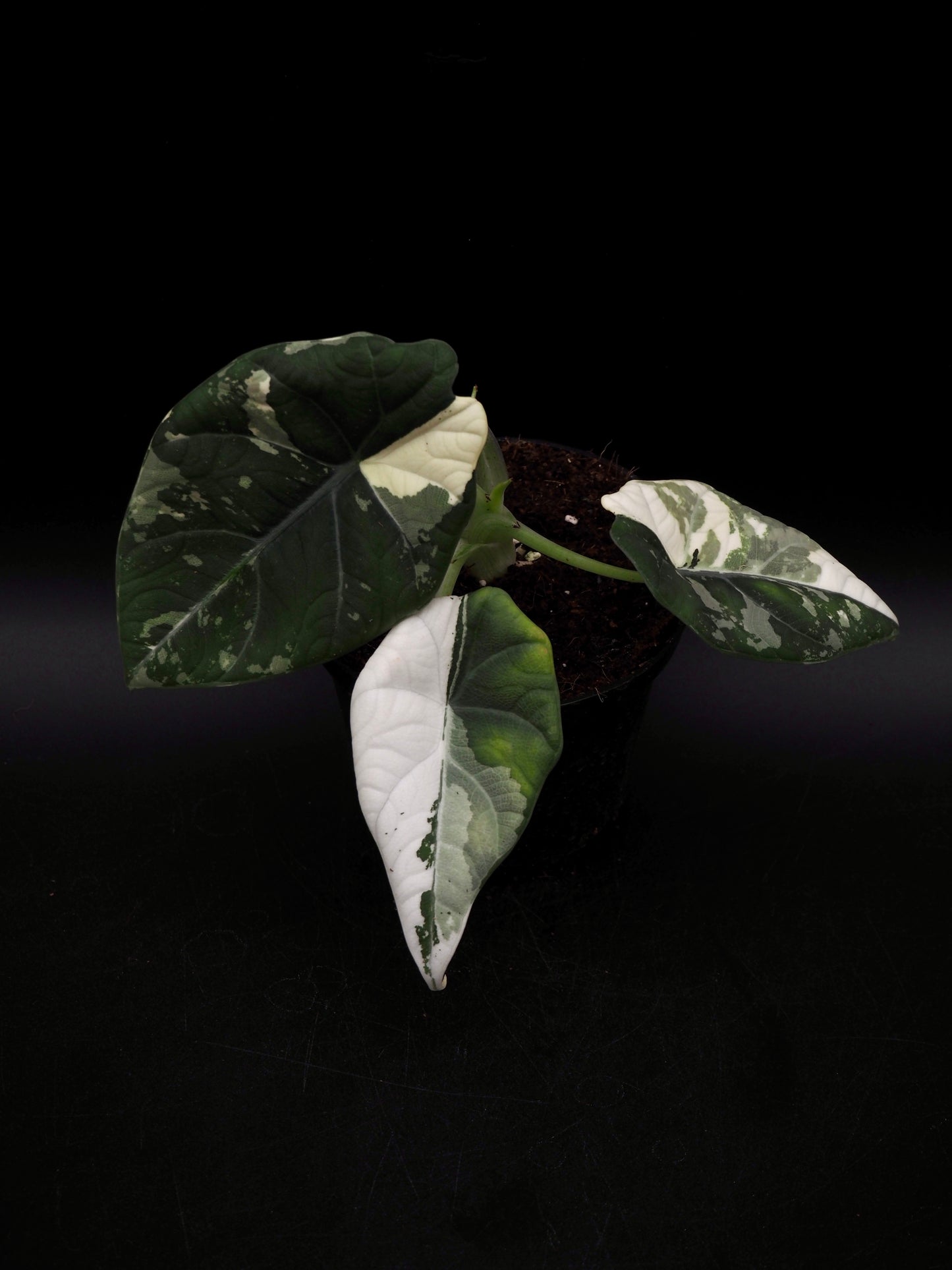 Alocasia Maharani Albo Variegata