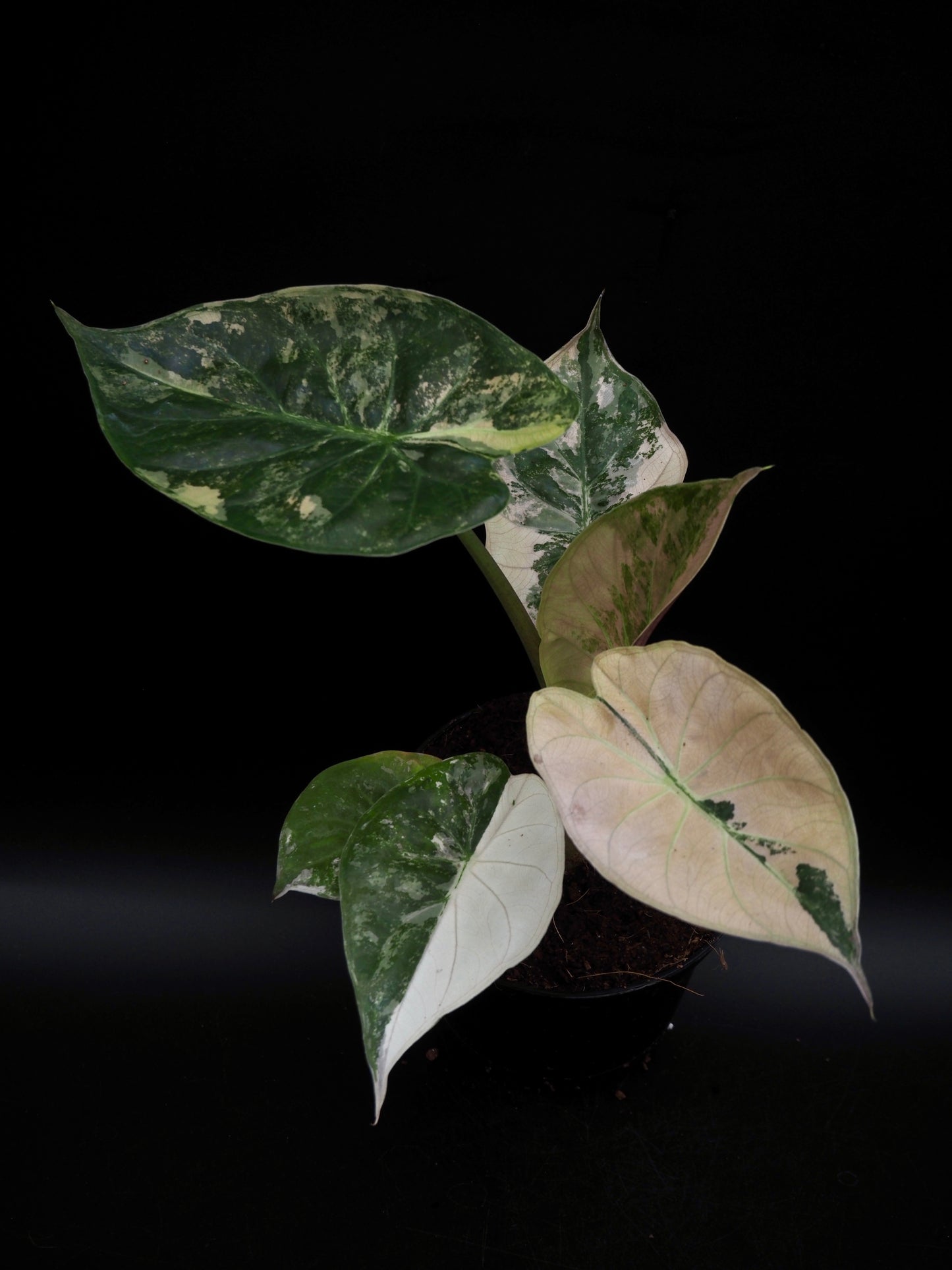 Alocasia Wentii Albo/Pink