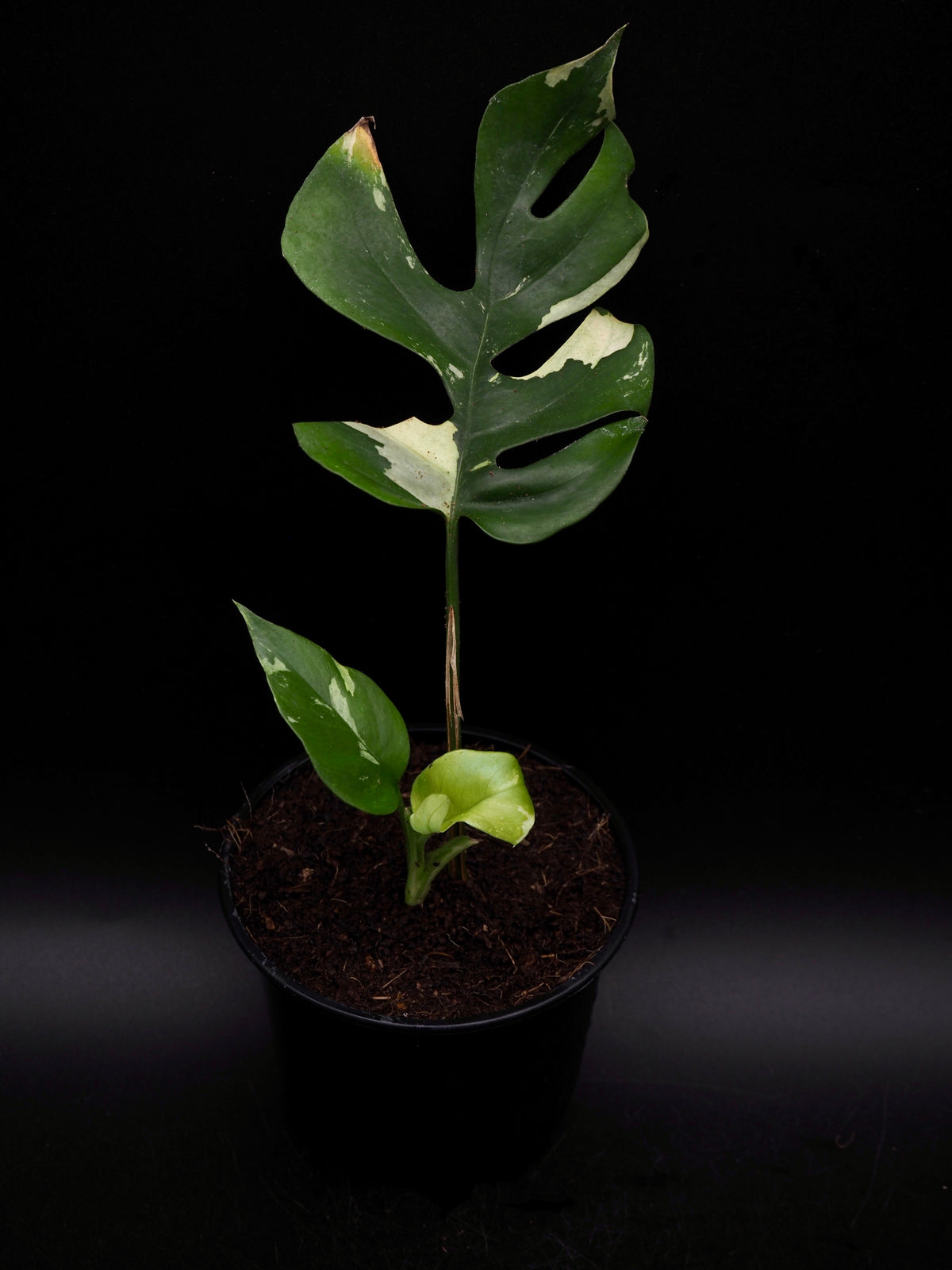 Rhaphidophora Tetrasperma Variegata