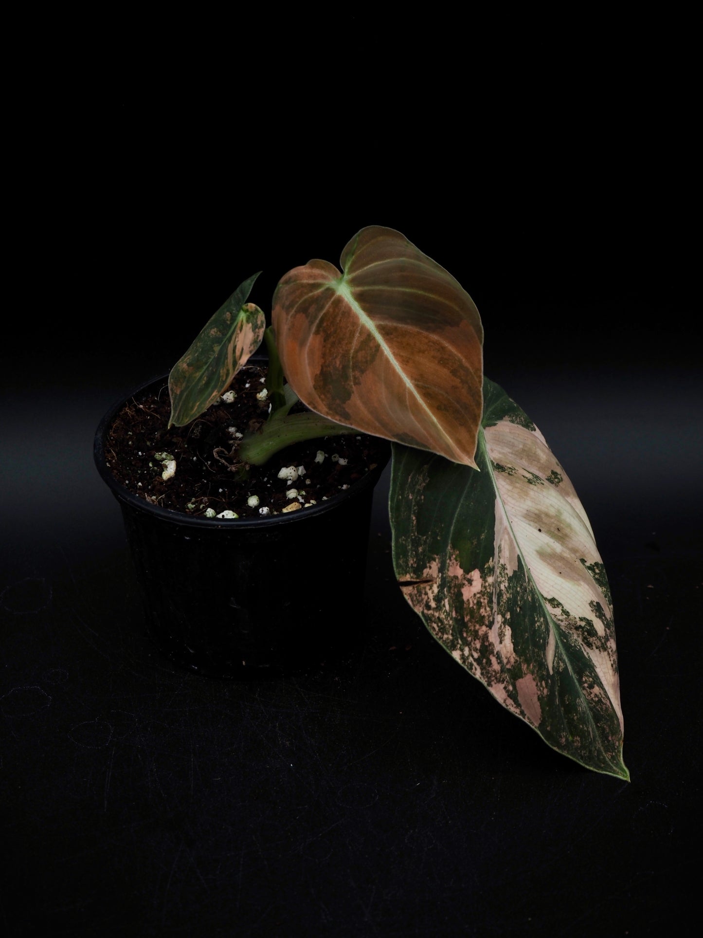 Philodendron Melanochrysum Bonfire