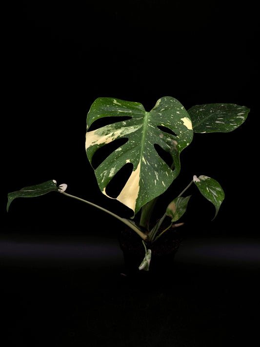 Monstera Thai Constellation