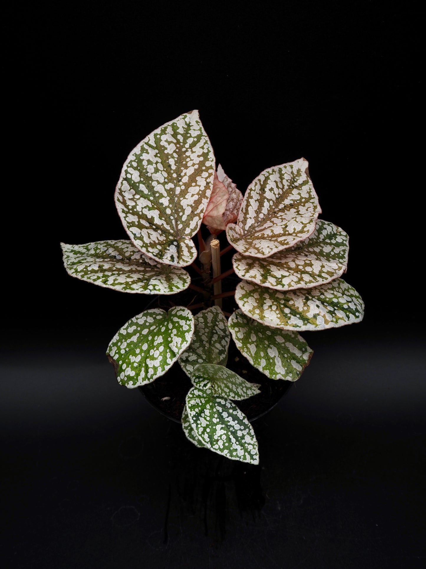 Begonia Snow capped variegata