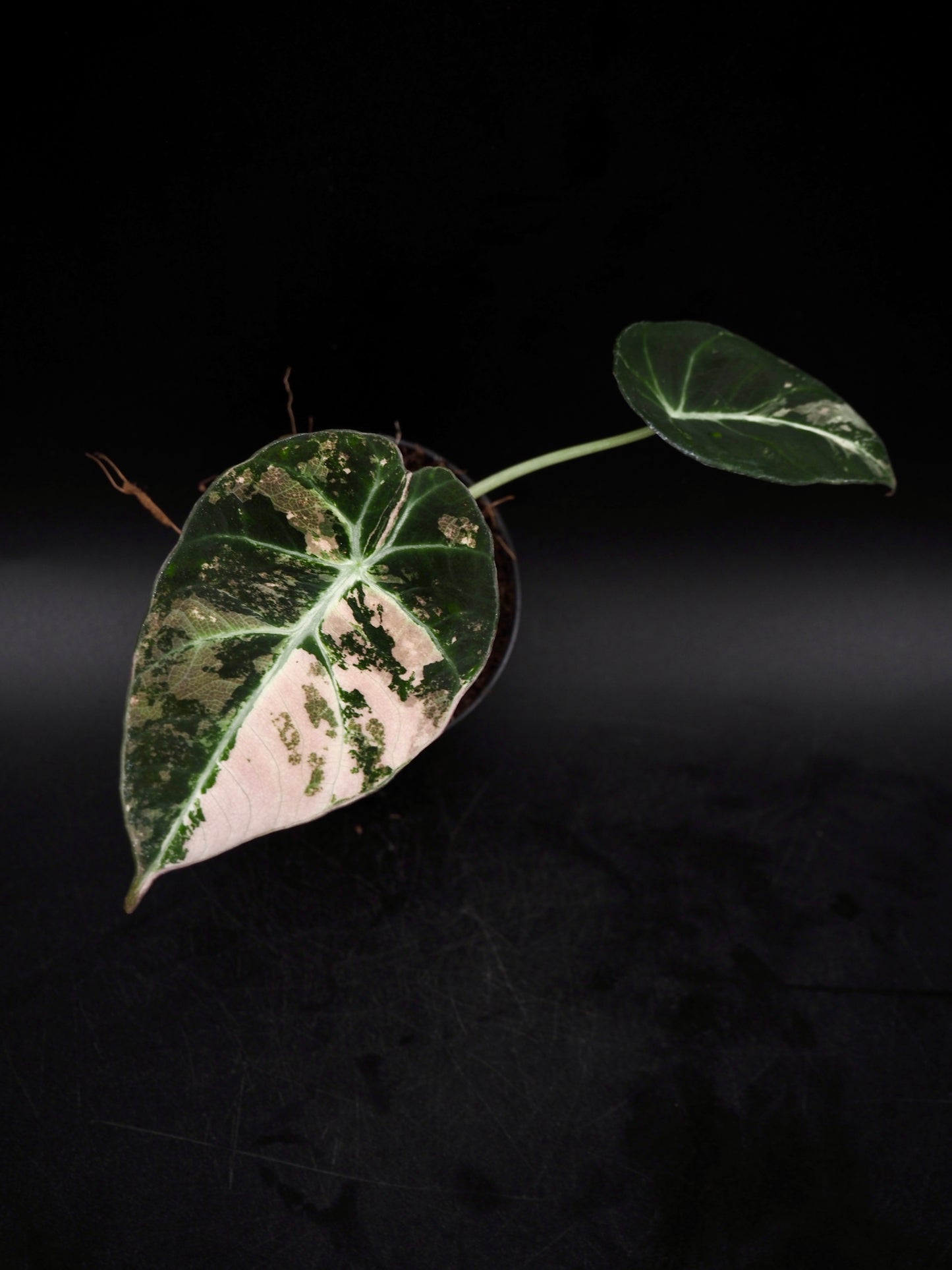 Alocasia Black Velvet Pink