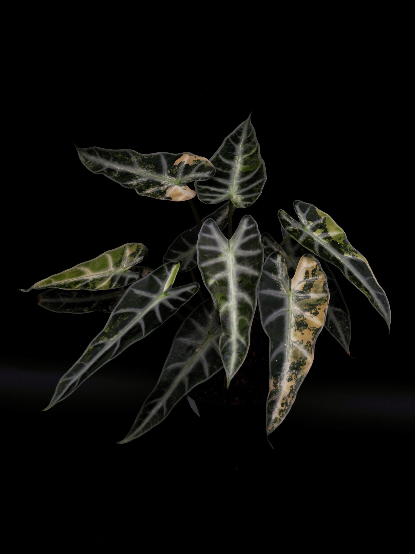 Alocasia Bambino Aurea XXL