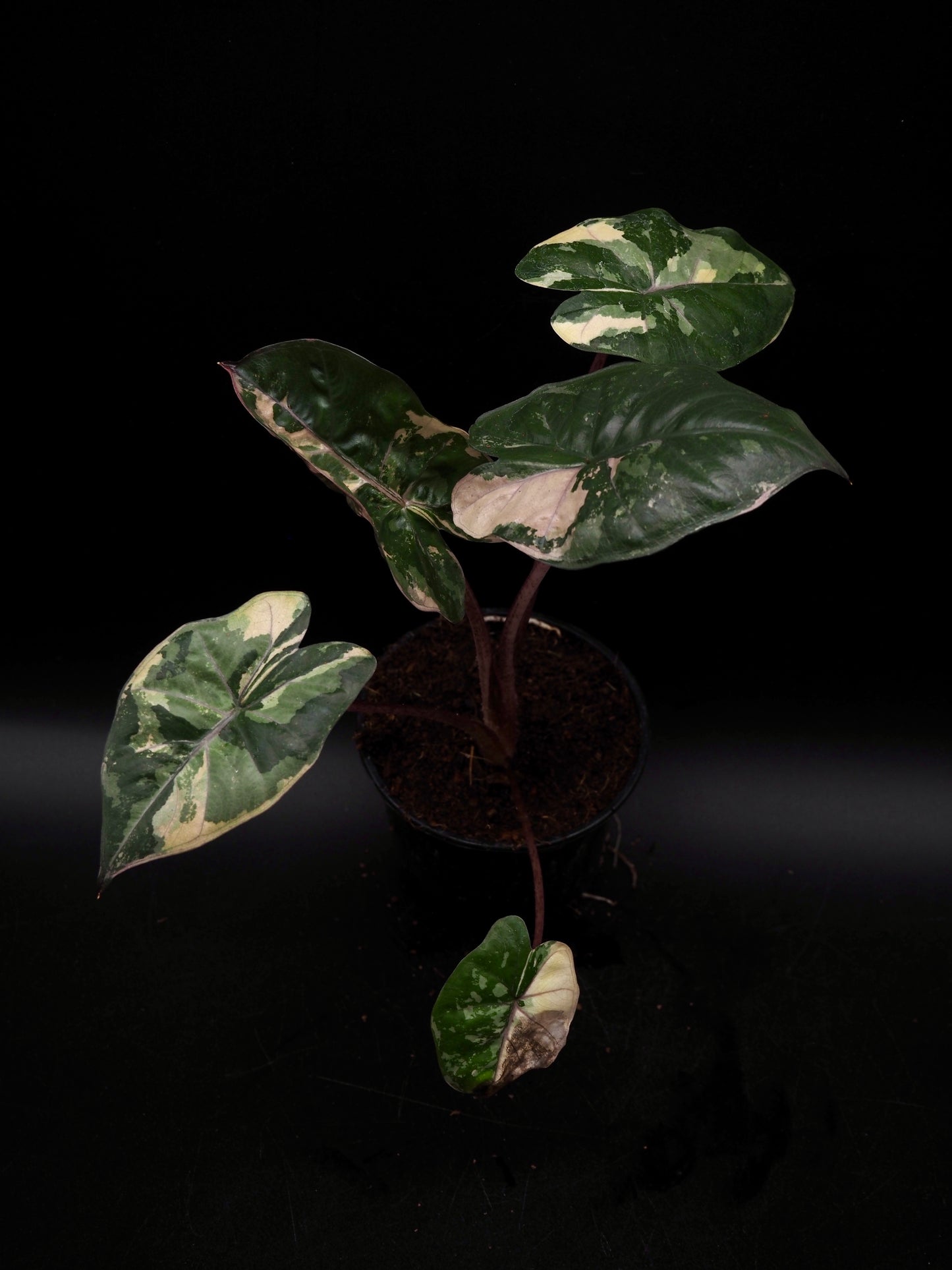 Alocasia Yucatan Princess Pink