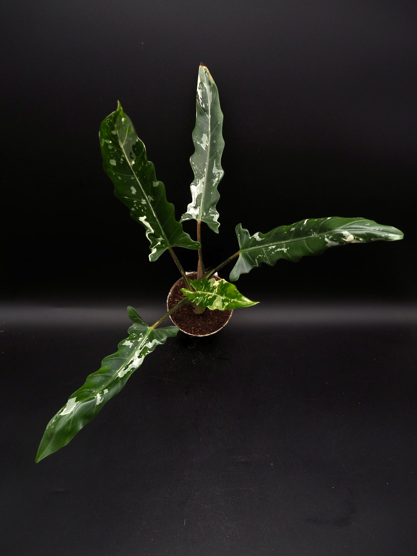 Alocasia Lauterbachiana Albo Variegata