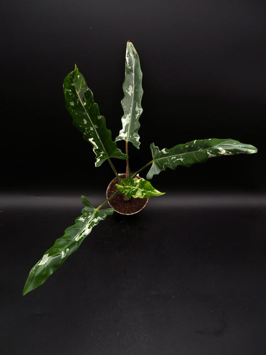 Alocasia Lauterbachiana Albo Variegata