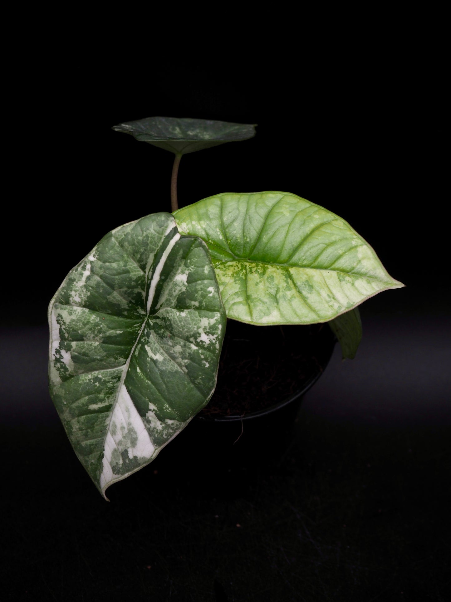 Alocasia Platinum Albo