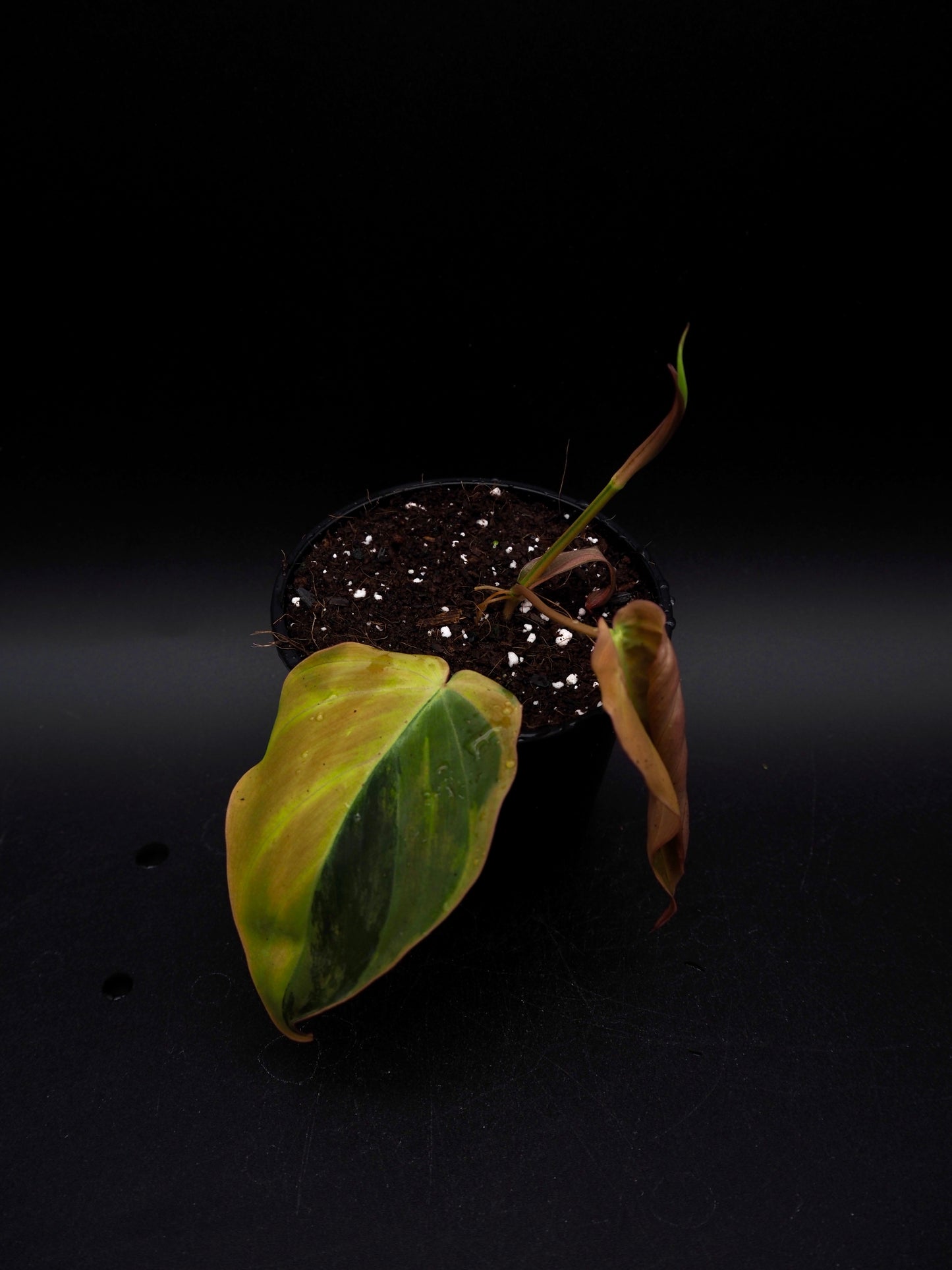 Philodendron Micans Variegata