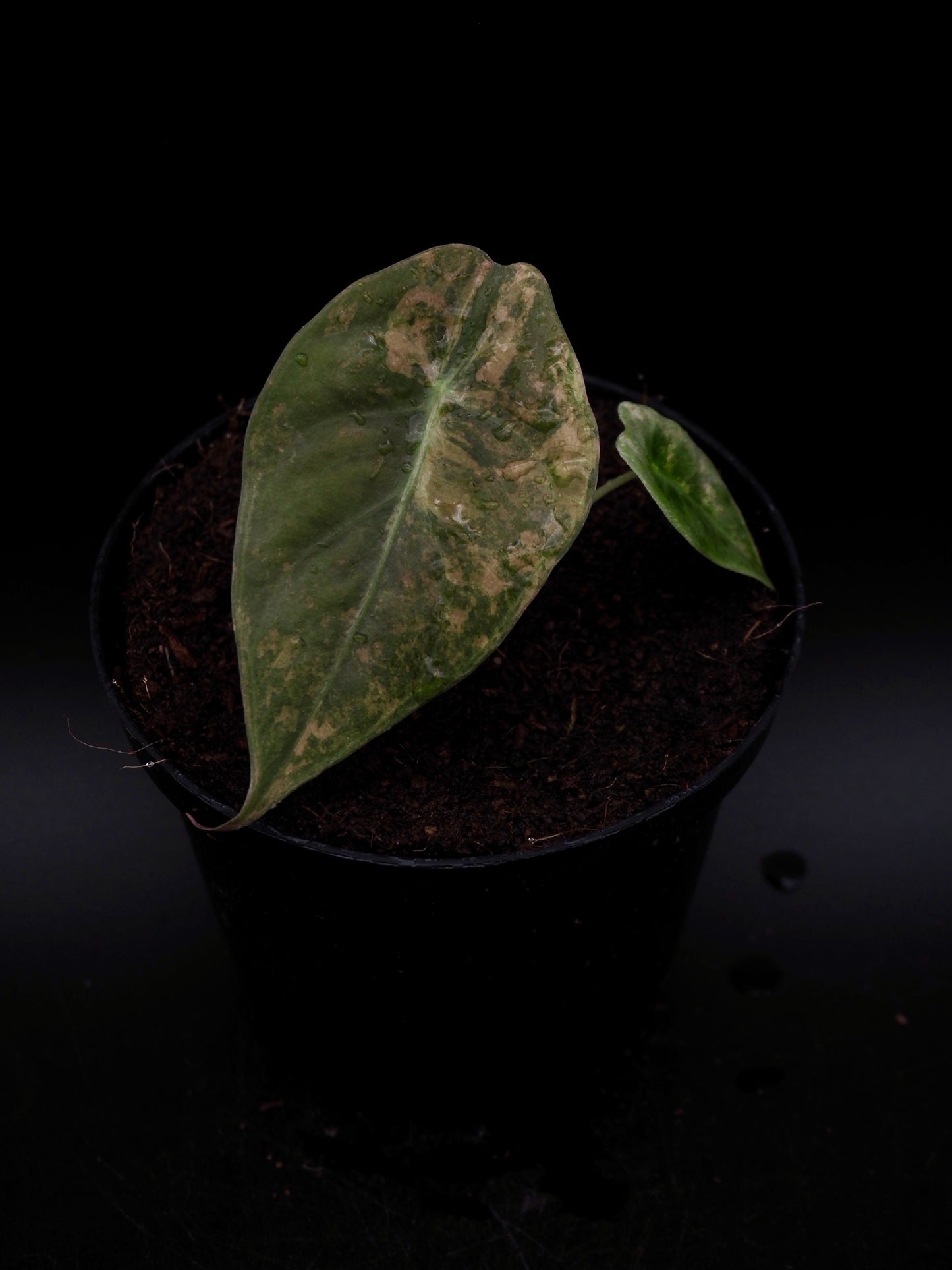 Alocasia Sedenii Aurea