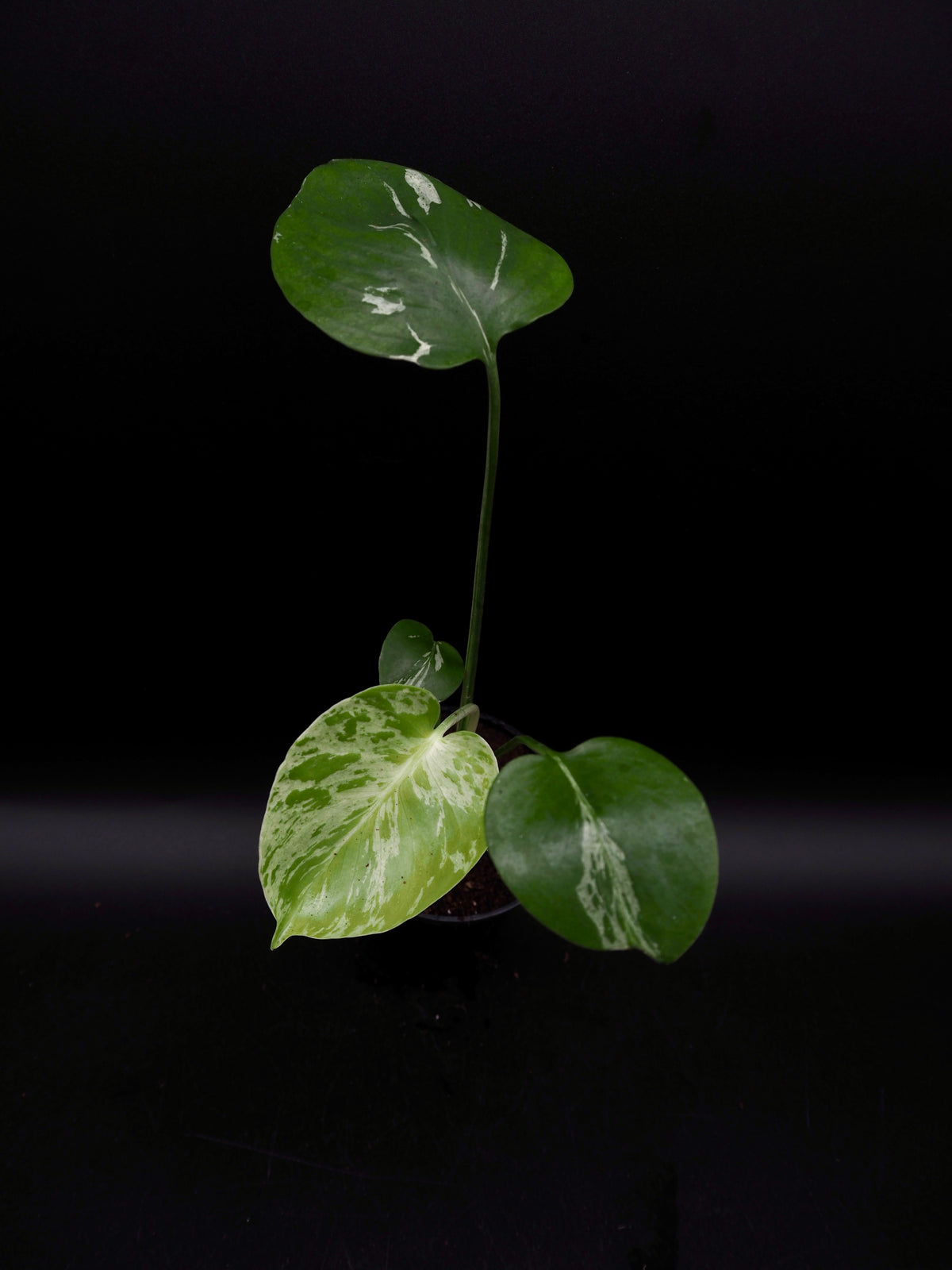 Monstera Bulbasaur