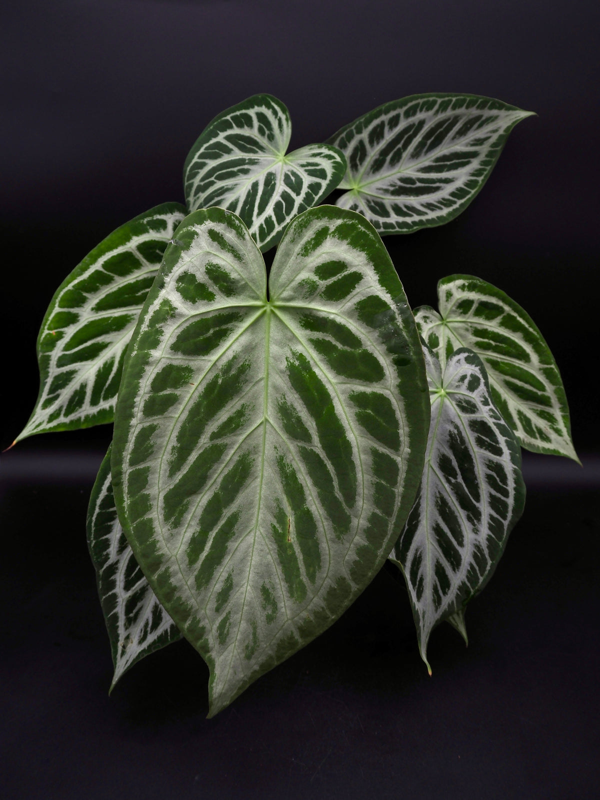 Anthurium Silver Blush XL