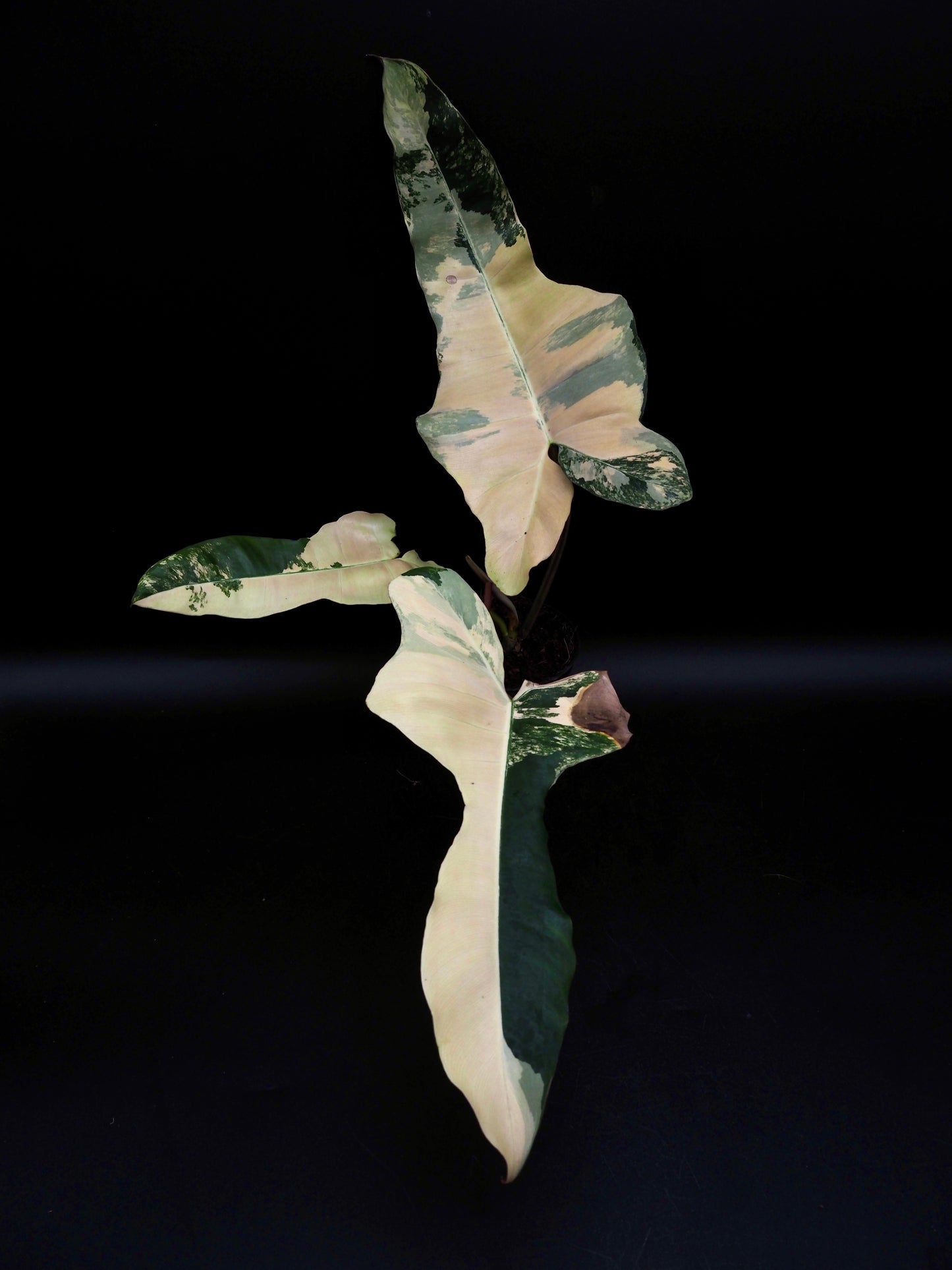 Philodendron Brown Beauty Black Billie X Flobe