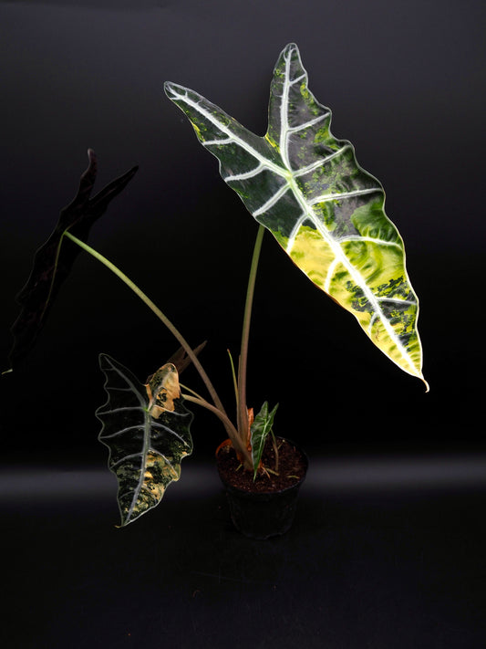 Alocasia Sanderian Taureau Aurea