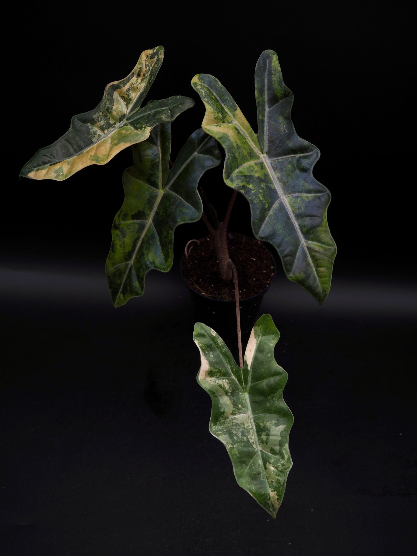 Alocasia pseudo sanderienne Aurea Variegata