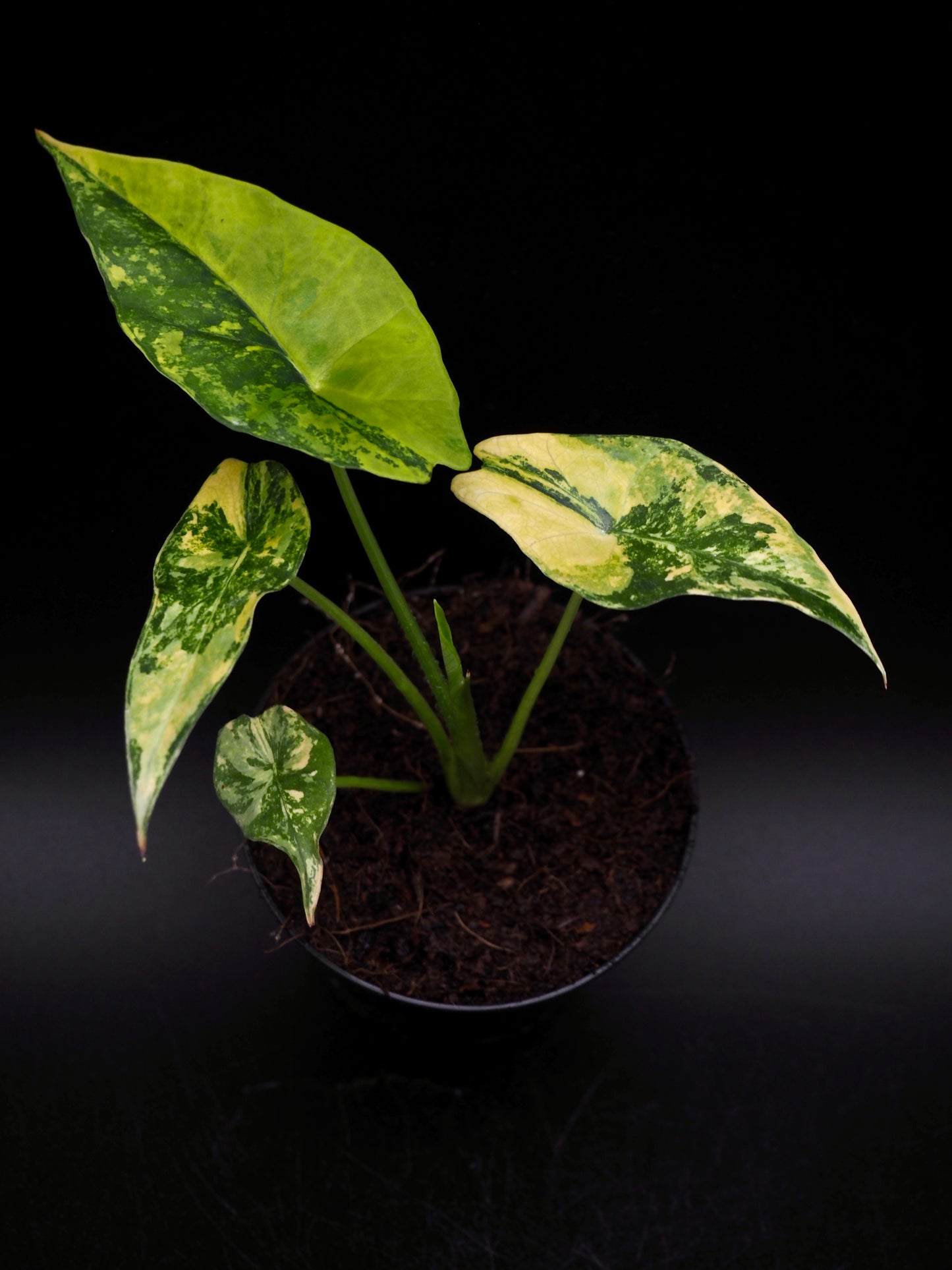 Alocasia Simpo Aurea