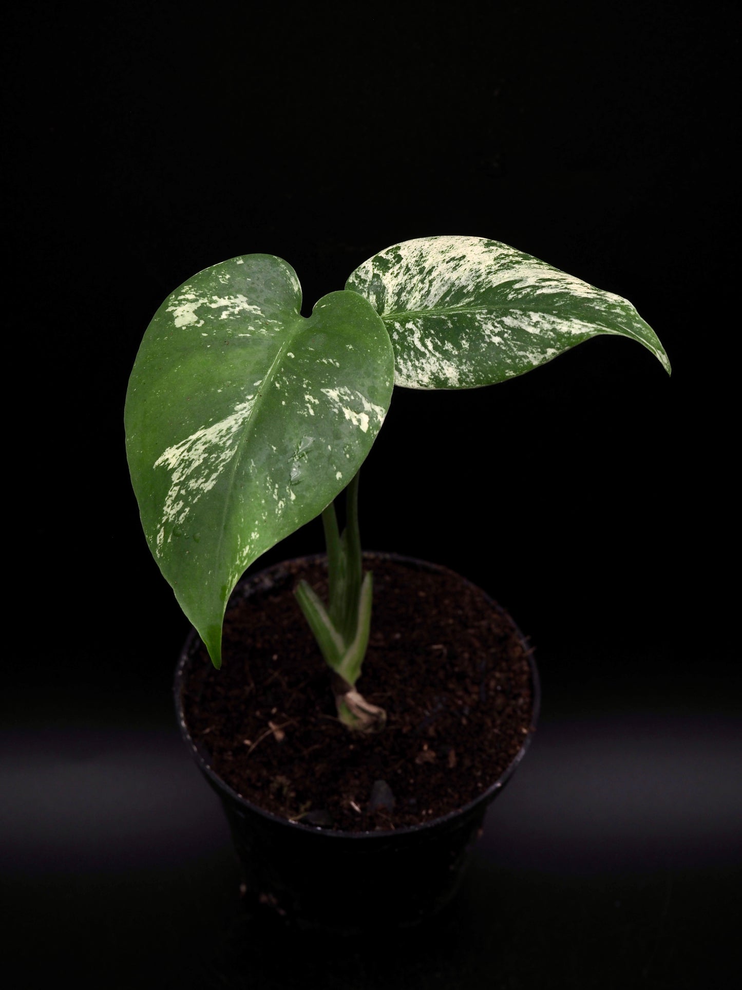 Monstera Deliciosa White Monster