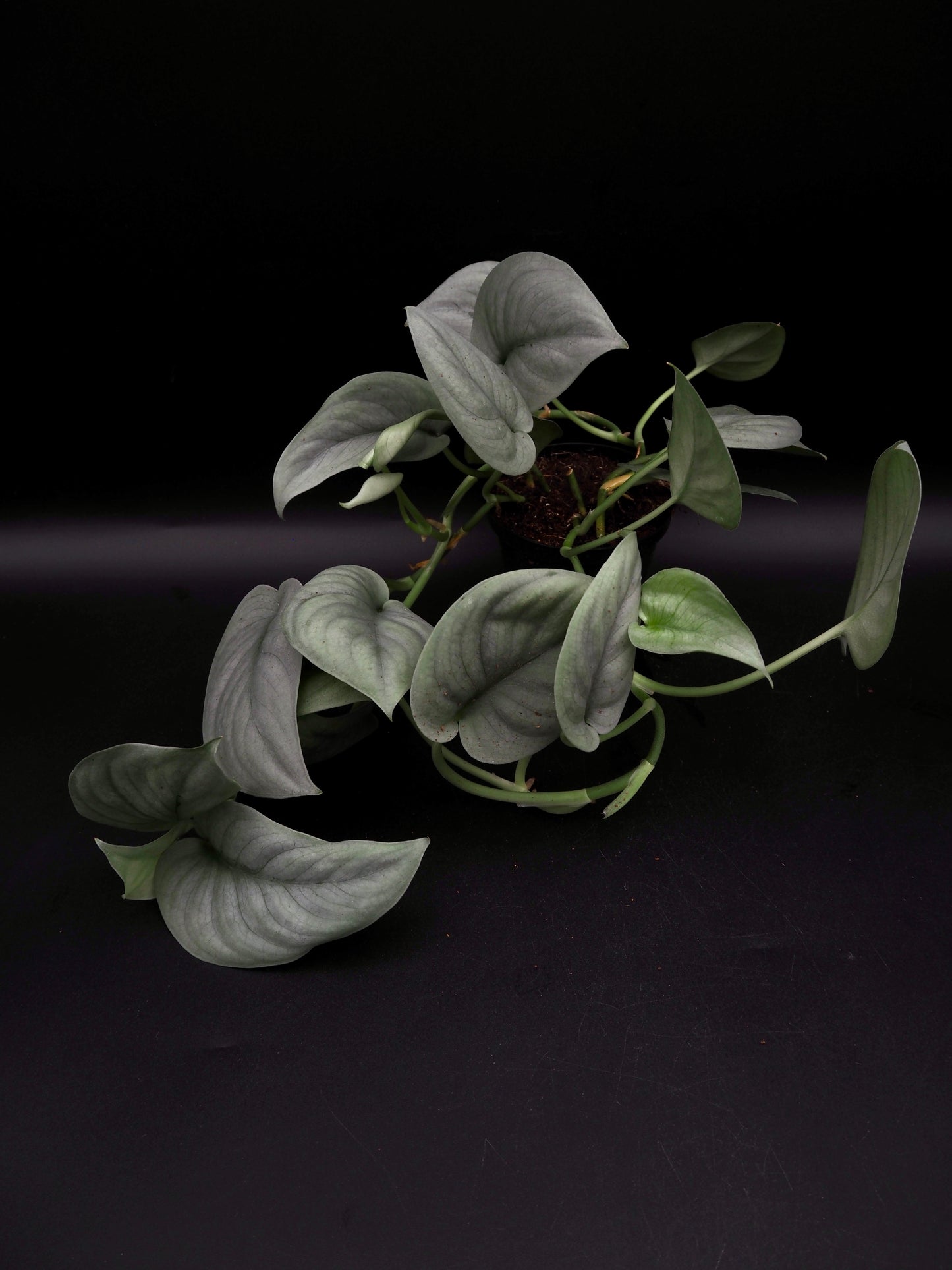Scindapsus Platinum