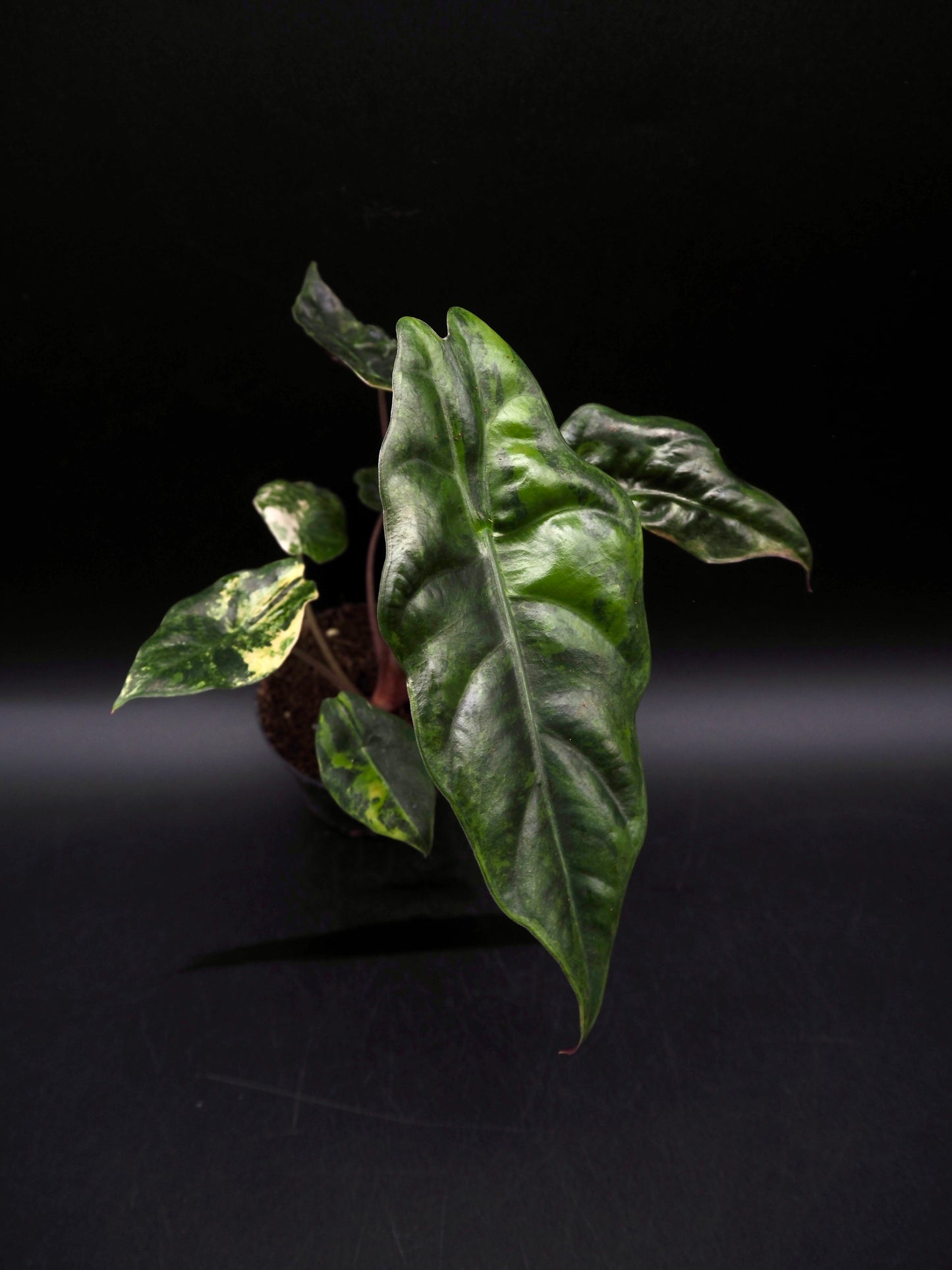 Alocasia Chantrieri Aurea Variegata