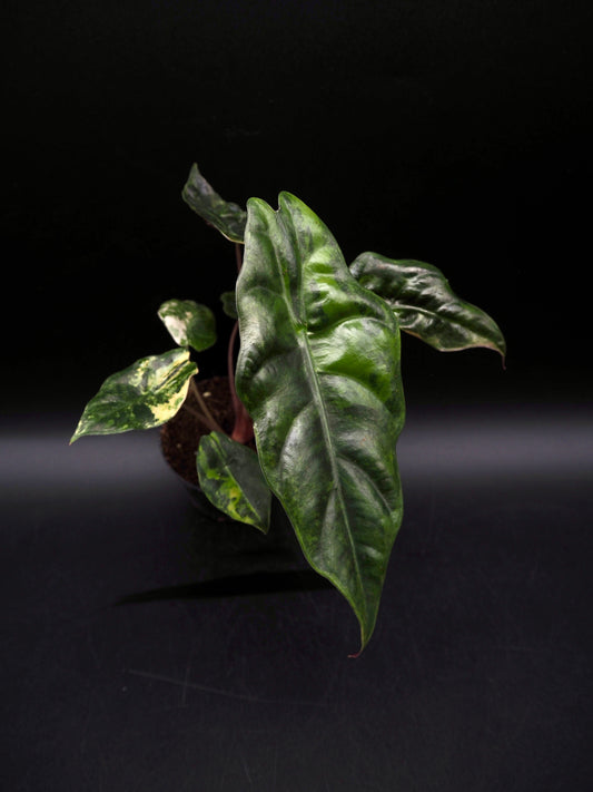 Alocasia Chantrieri Aurea Variegata