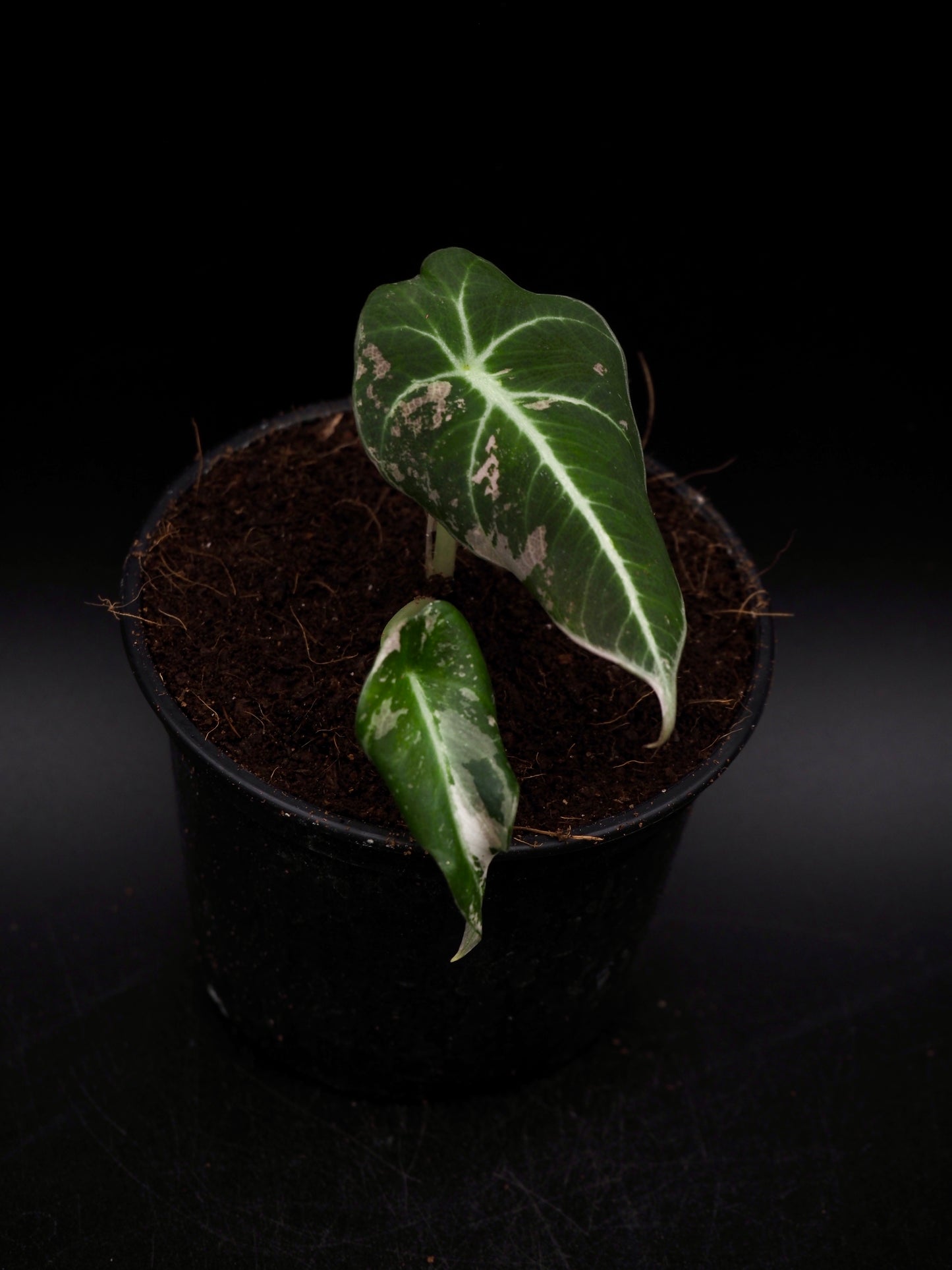 Alocasia Black Velvet Pink