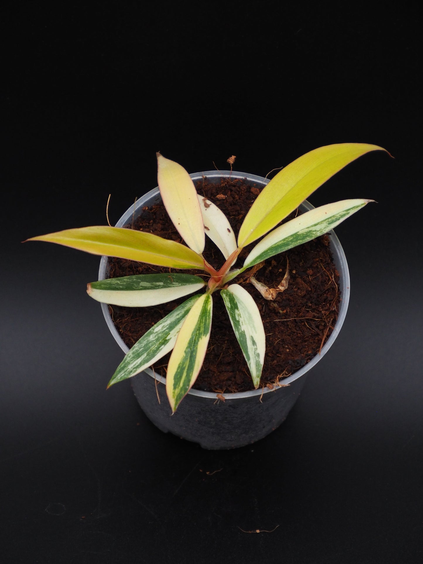Philodendron Marbre Caramel