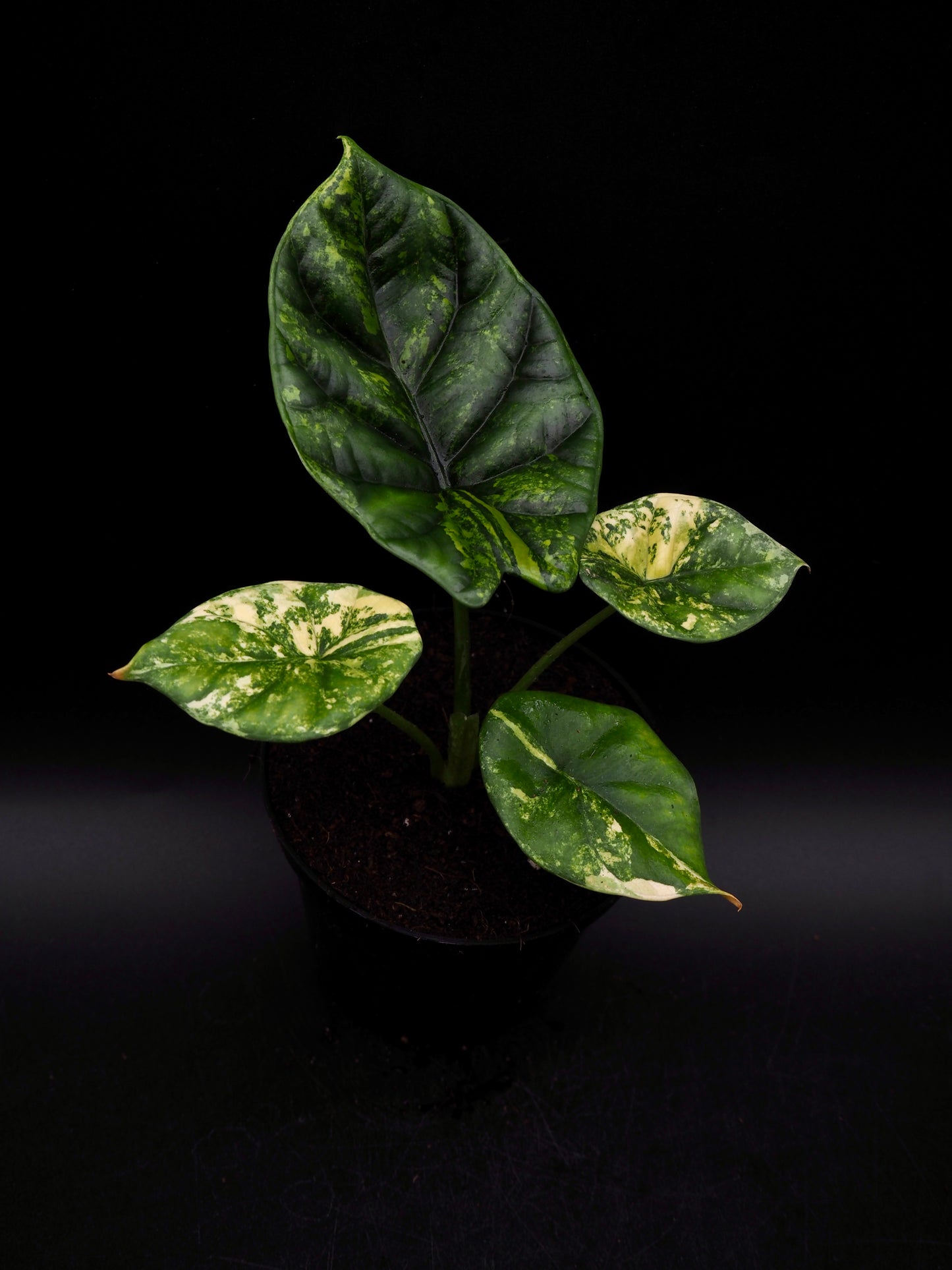 Alocasia Sinuata Aurea