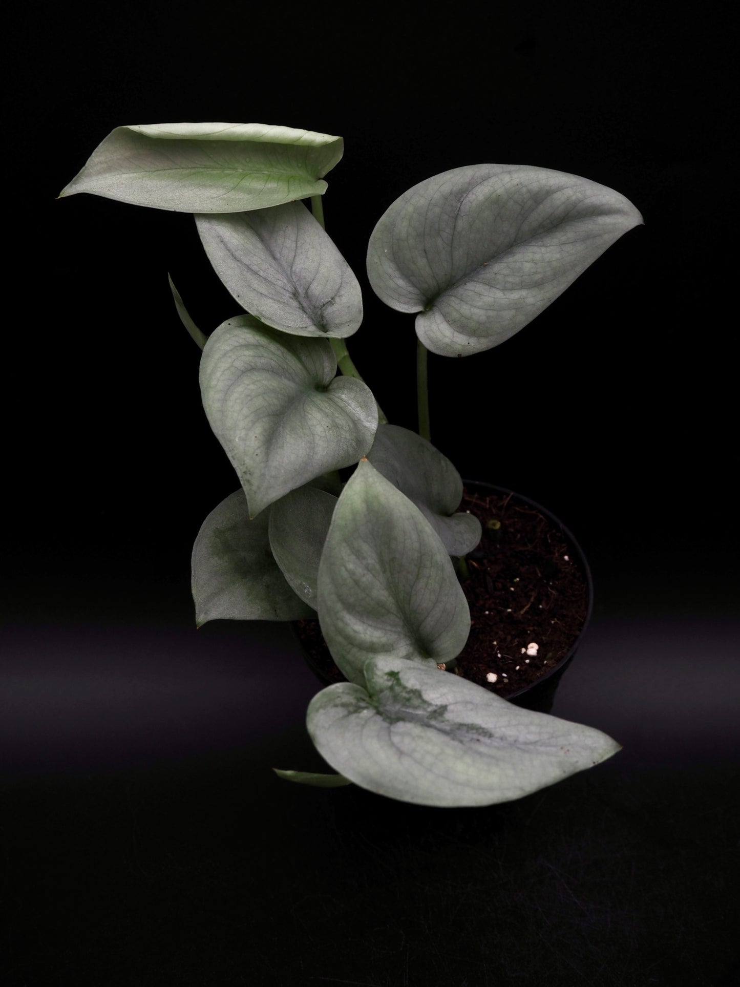 Scindapsus Platine