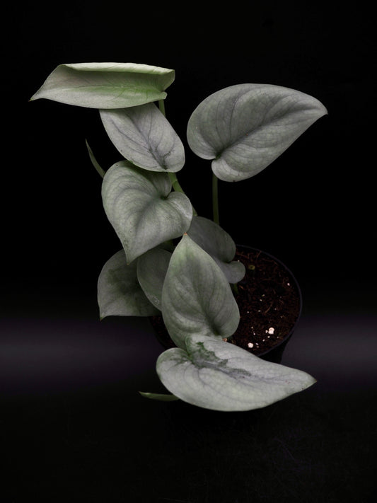 Scindapsus Platinum
