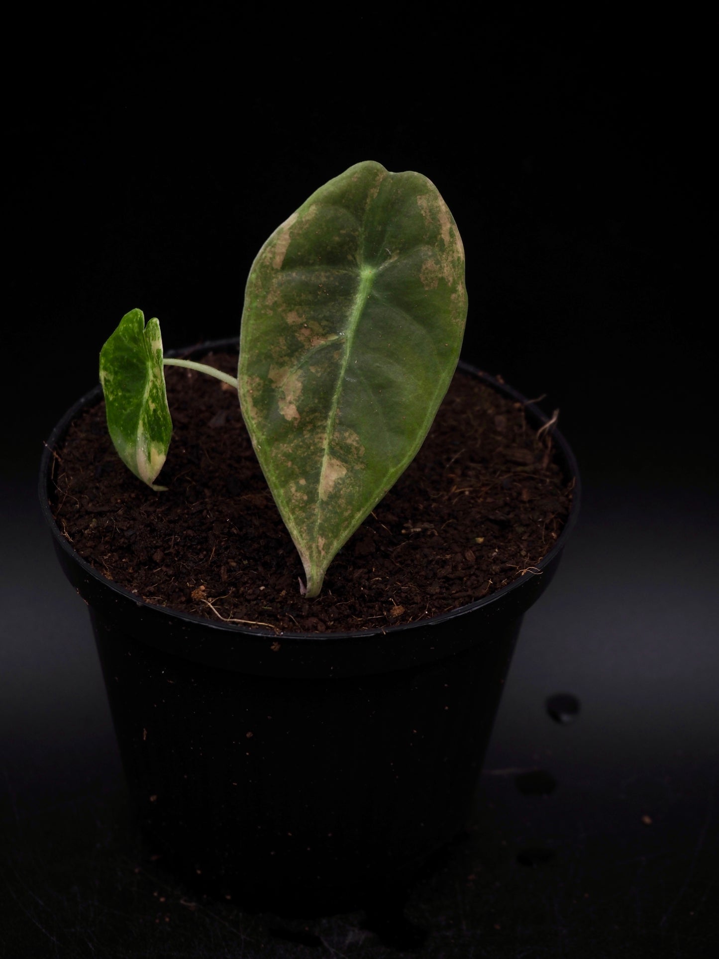 Alocasia Sedenii Aurea