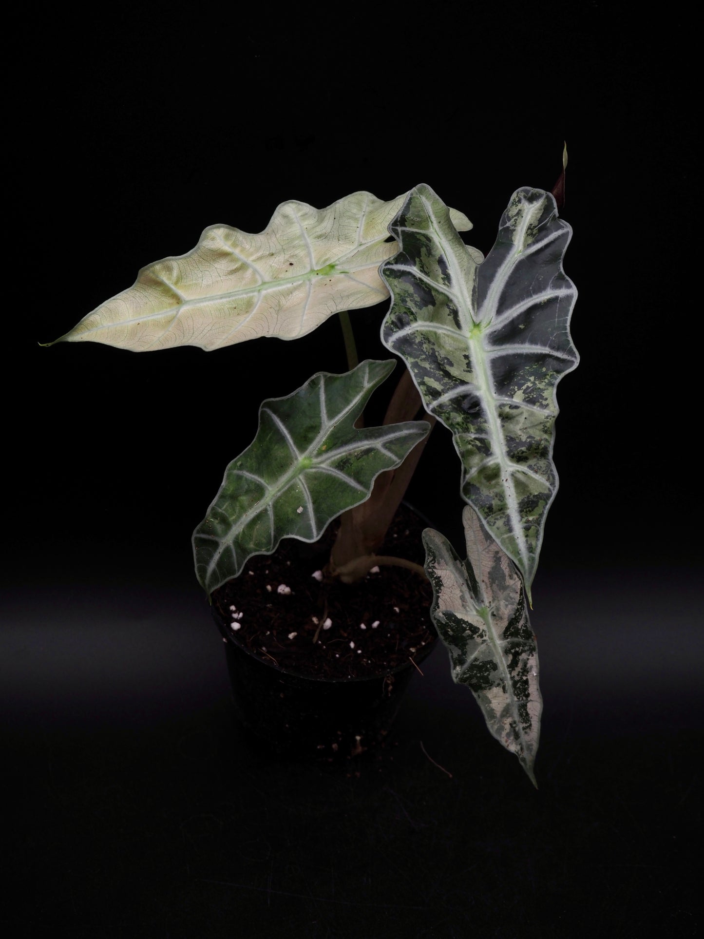 Alocasia Polly Pink Variegata
