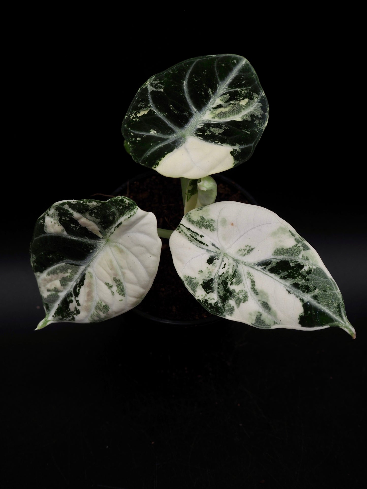 Alocasia Ninja Albo