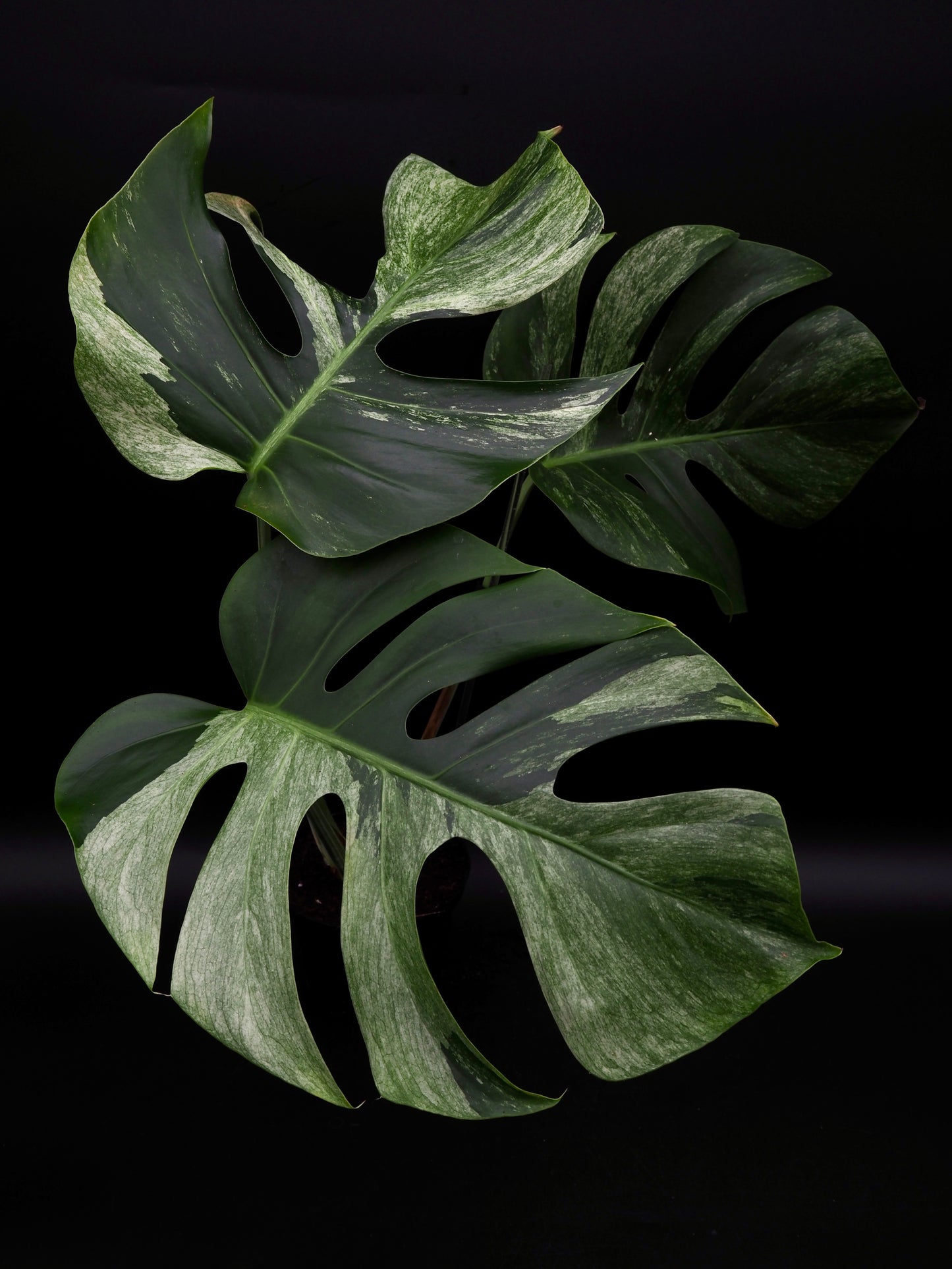Monstera Deliciosa Jungle Mint