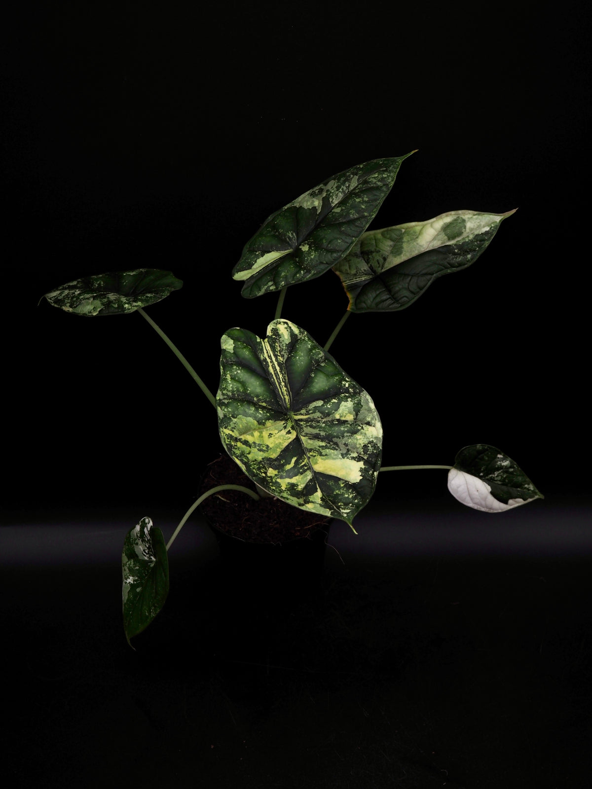 Alocasia Dragon Scale Albo Variegata