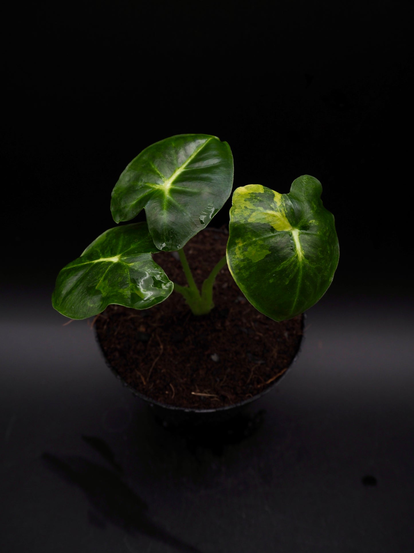 Alocasia Frydek Dorayaki