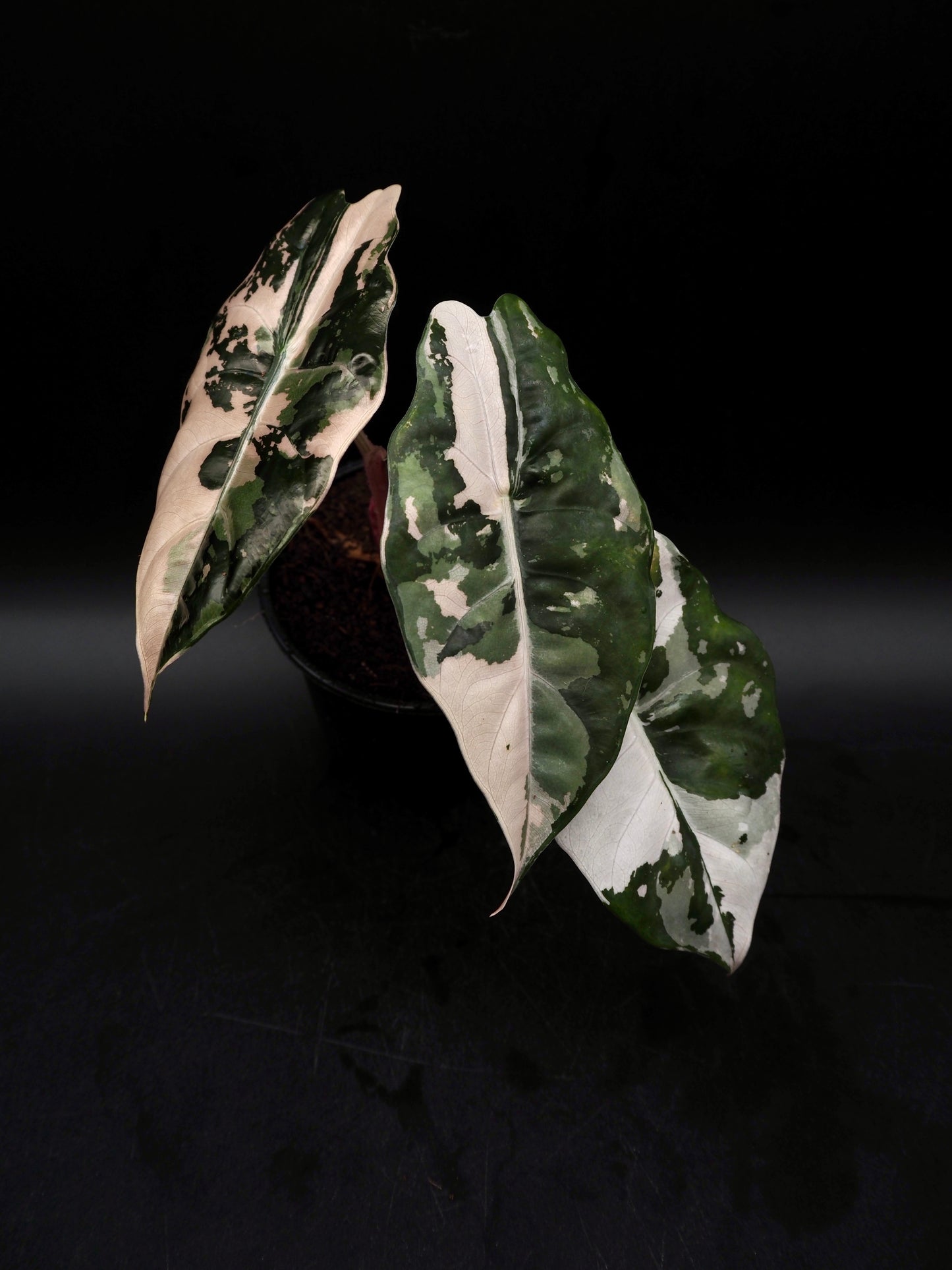 Alocasia Chantrieri Pink