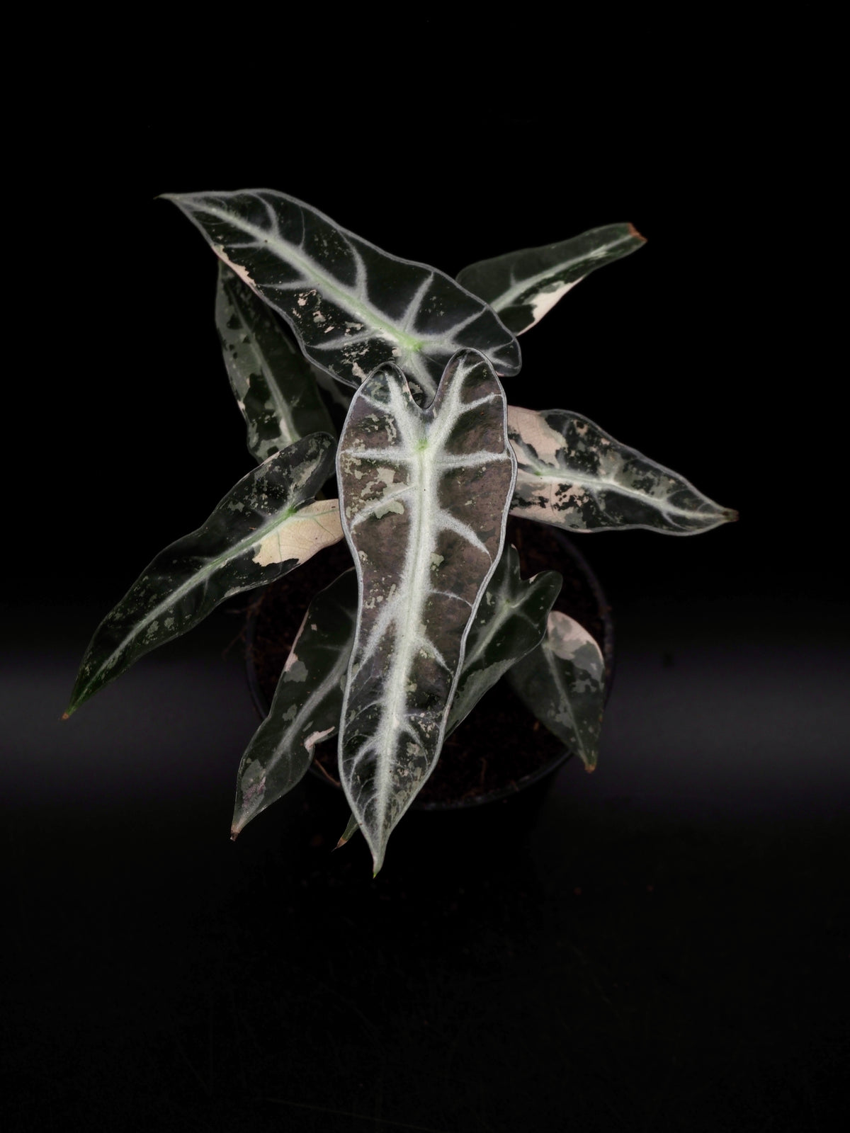 Alocasia Bambino Rose Variegata