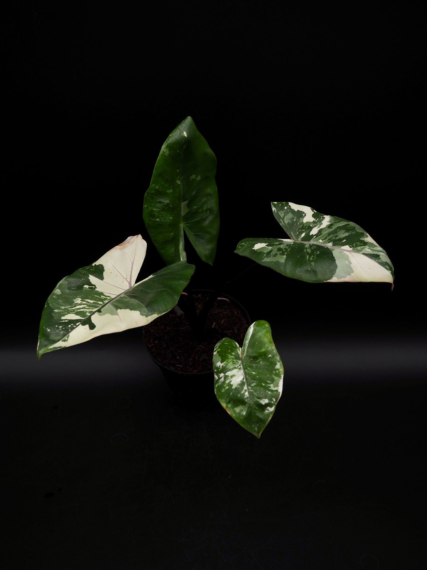 Alocasia Macrorrhiza Black Stem Variegata