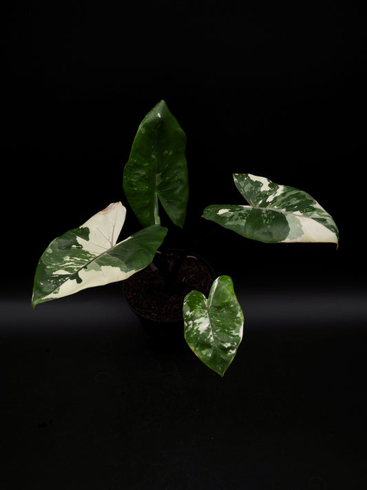 Alocasia Macrorrhiza Black Stem Variegata