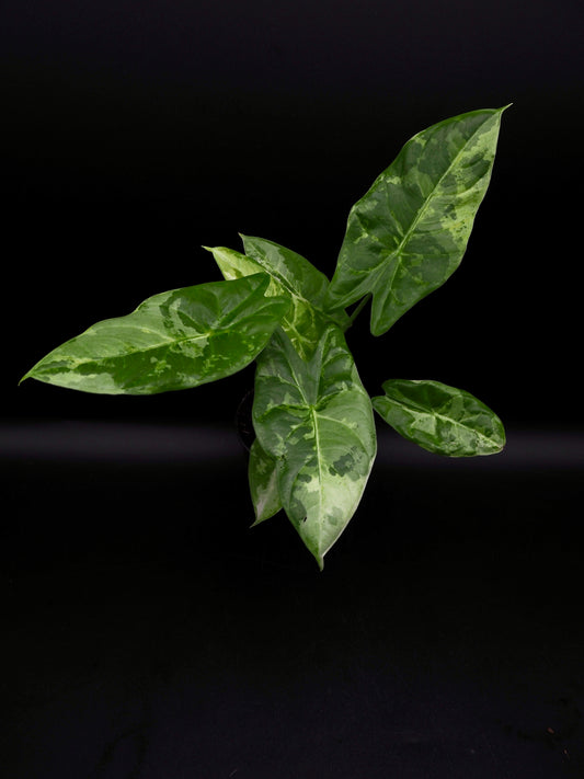 Alocasia Acuminata Albo Variegata