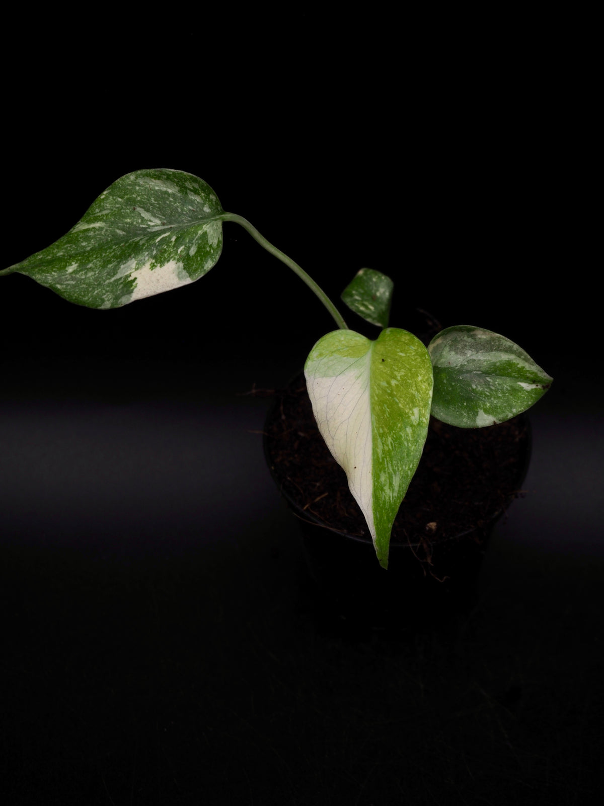 Monstera Green Snow